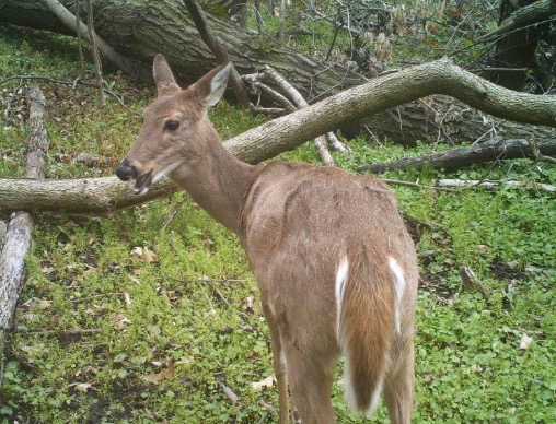 white-tailed deer